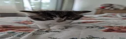 Mixed Breed cats for sale: 3 gorgeous kittens  - Advert 6