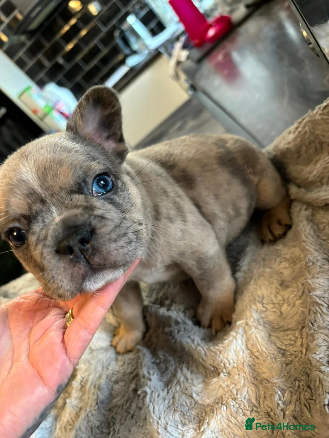 French Bulldog dogs for stud: Rfg tested aa lilac quad fluffy carrying testable in Sheffield - Advert 22