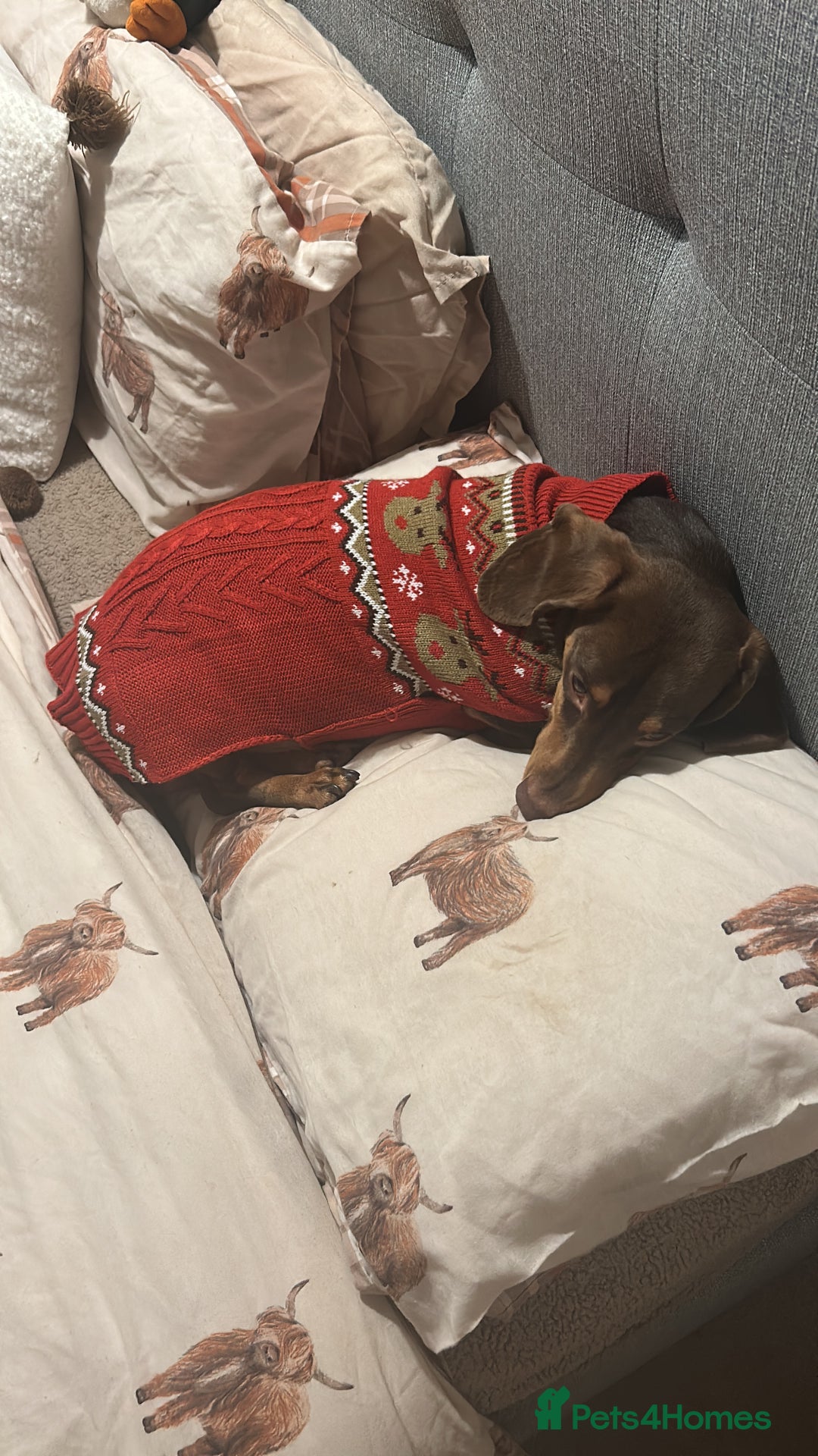 Dachshund dogs for sale: 2 and a half year old male - Advert 5