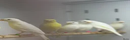 Canaries birds for sale: Rylander canaries - Advert 1