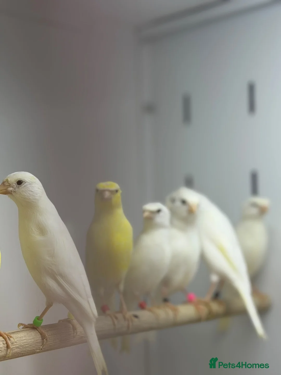 Canaries birds for sale: Rylander canaries - Advert 1