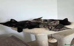 Bengal cats for sale: 2 Gorgeous Bengal x Short Hair kittens for sale - Image 11