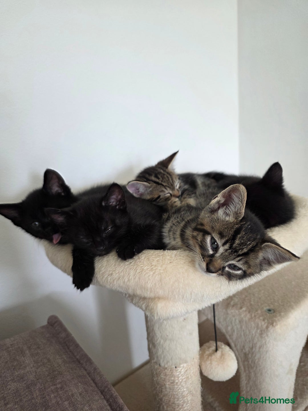Bengal cats for sale: 2 Gorgeous Bengal x Short Hair kittens for sale - Image 11