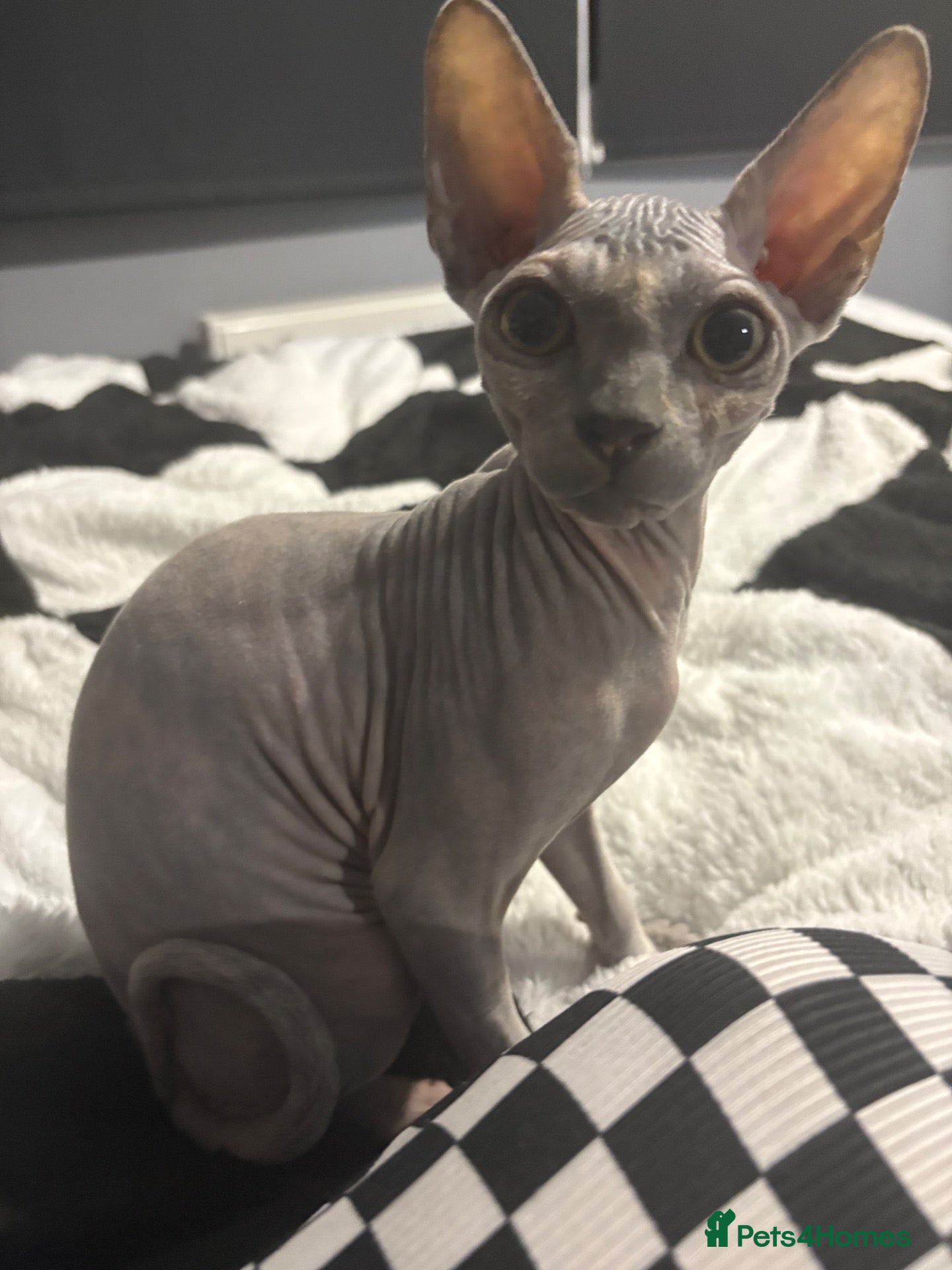 Sphynx cats Phynx girl  - Advert 13