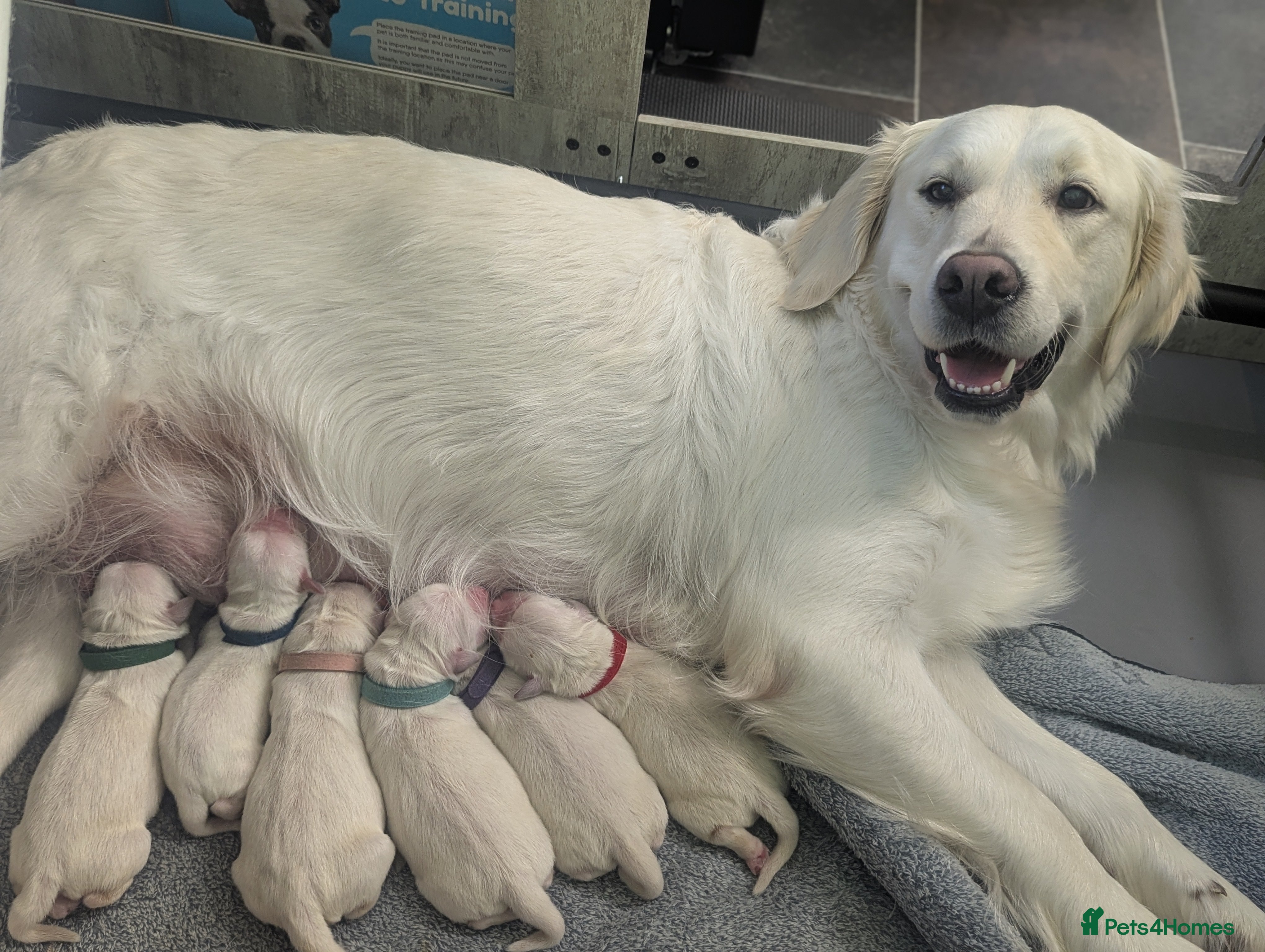 Golden Retriever dogs 🐾6  Golden Retriever Puppies! 🐾 - Advert 11