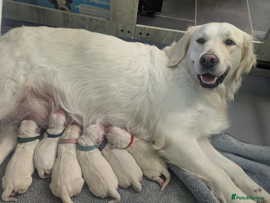 Golden Retriever dogs for sale: 🐾6  Golden Retriever Puppies! 🐾 - Advert 15