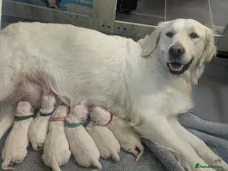 Golden Retriever dogs 🐾6 Golden Retriever Puppies! 🐾 - Advert 5