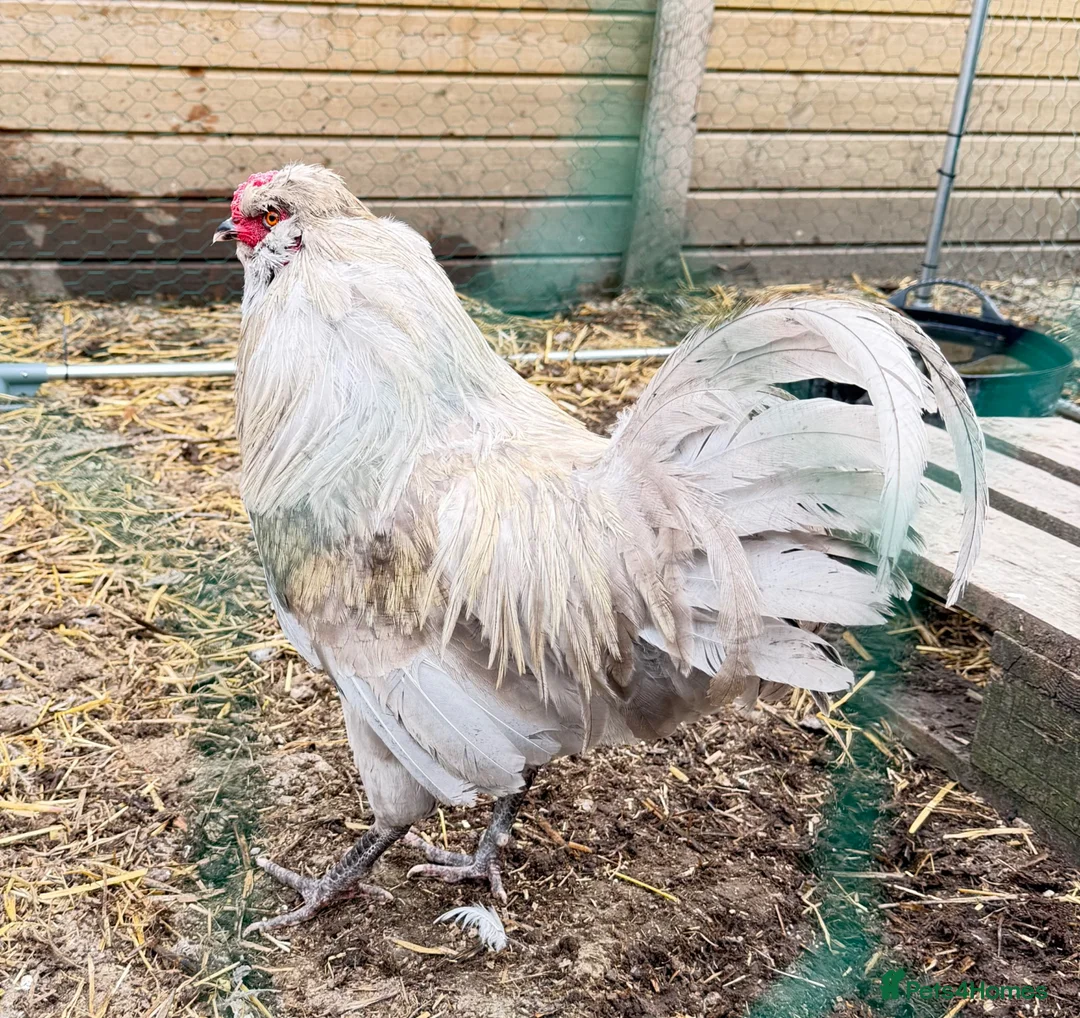 Chickens poultry for sale: Lavender Araucana in Westbury - Advert 1