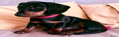Monty the Miniature Dachshund Puppy 