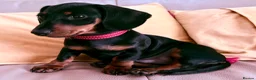 Miniature Dachshund dogs for sale: Monty the Miniature Dachshund  - Advert 2