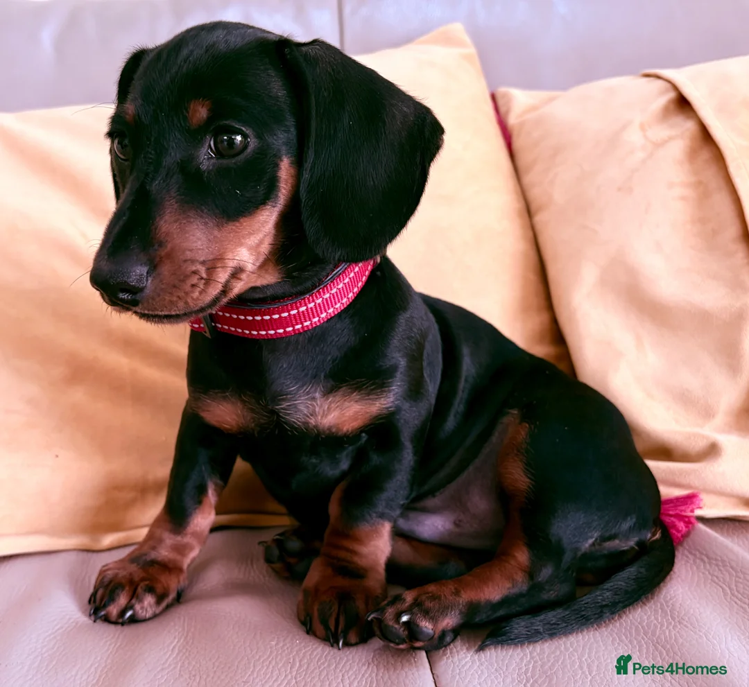 Miniature Dachshund dogs for sale: Monty the Miniature Dachshund  - Advert 2