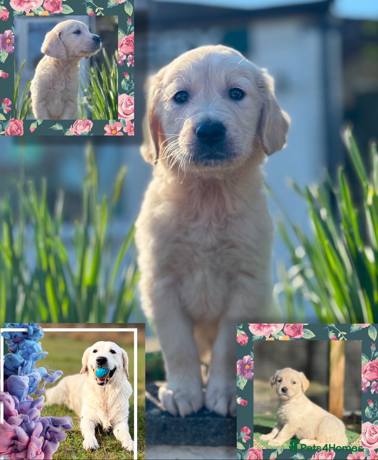 Golden Retriever dogs Royal Cream Golden Retriever Puppies🤍 🐶 🐾 - Advert 3