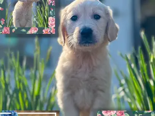 Golden Retriever dogs Royal Cream Golden Retriever Puppies🤍 🐶 🐾 - Advert 6