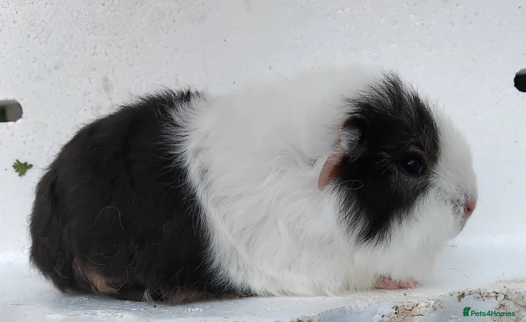 Guinea Pig rodents for sale: Swiss Sows and Smooth Self Chocolate Sows - Advert 8