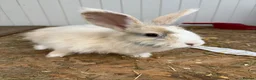 Mini Lop rabbits for sale: Mini lops-raised indoors-vaccinated  - Advert 22