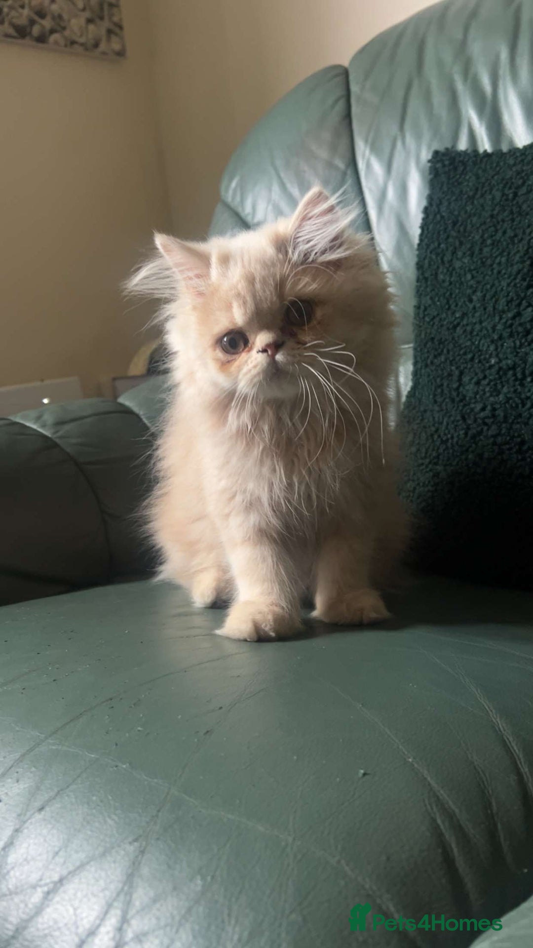 Persian cats for sale: Cleo and milly - Image 3
