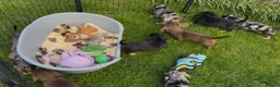 Dachshund dogs for sale: 4 KC Standard Long Haired Dachshund Puppies - Advert 9