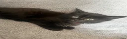 Mixed Breed cats for sale: Beautiful litter of Black fluffy kittens  in Wincanton - Advert 11