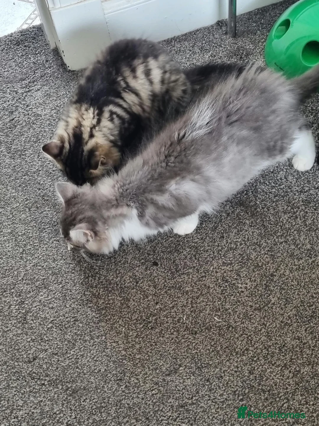 Mixed Breed cats for sale: Rescued kittens - Advert 7