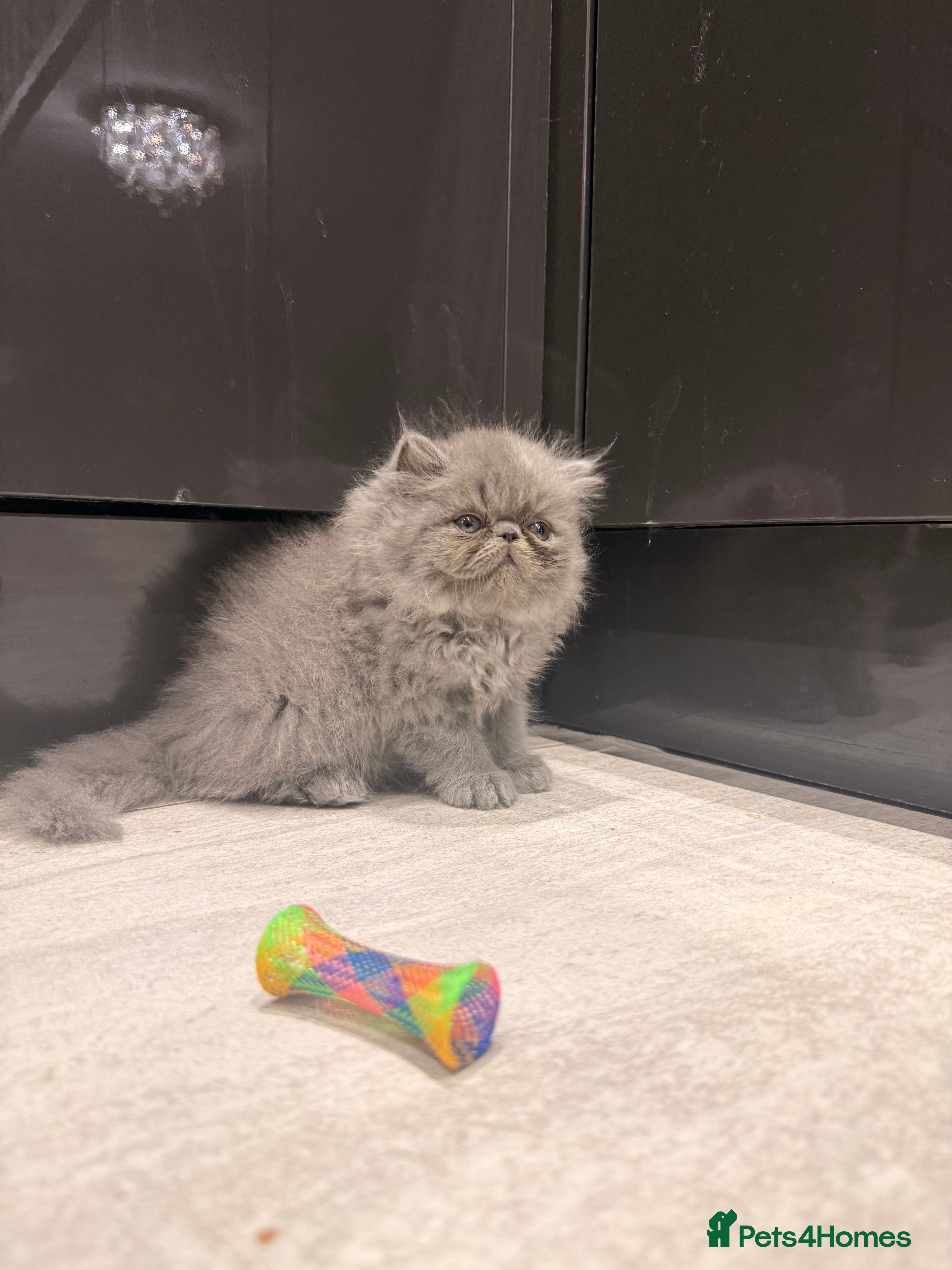 Persian cats GCCF Registered Blue Persian Kittens  - Advert 2