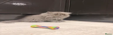 Persian 4