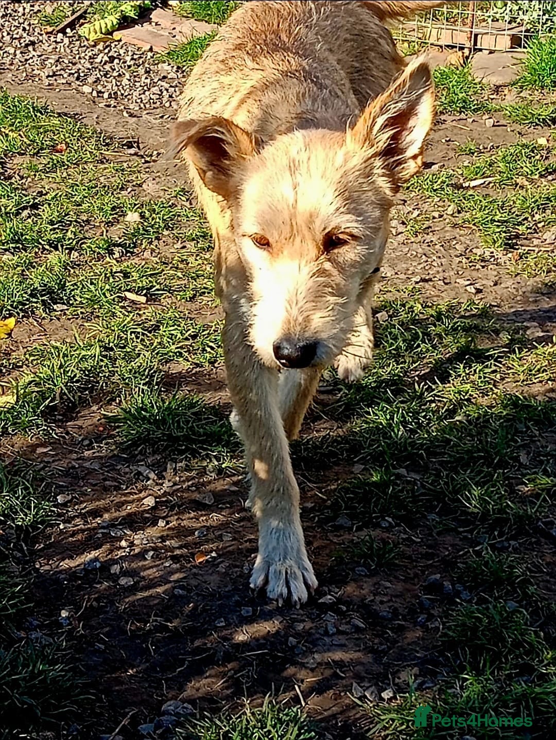 Mixed Breed dogs for adoption: 💖🐶 LUCHIA 🐶💖 - Advert 14