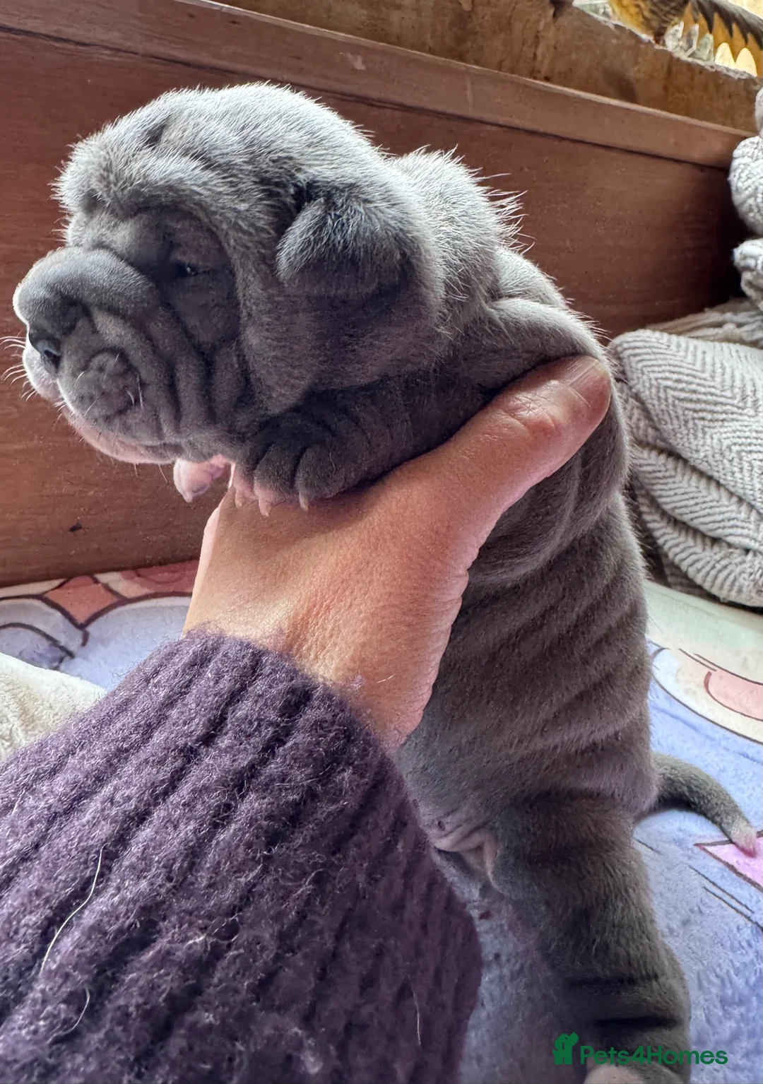 Shar Pei dogs for sale: Stunning Bullpei Puppies (Sharpei/English Bulldog) - Advert 32