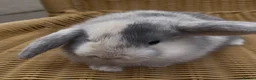 Mini Lop rabbits for sale: Gorgeous baby mini lops  - Advert 8