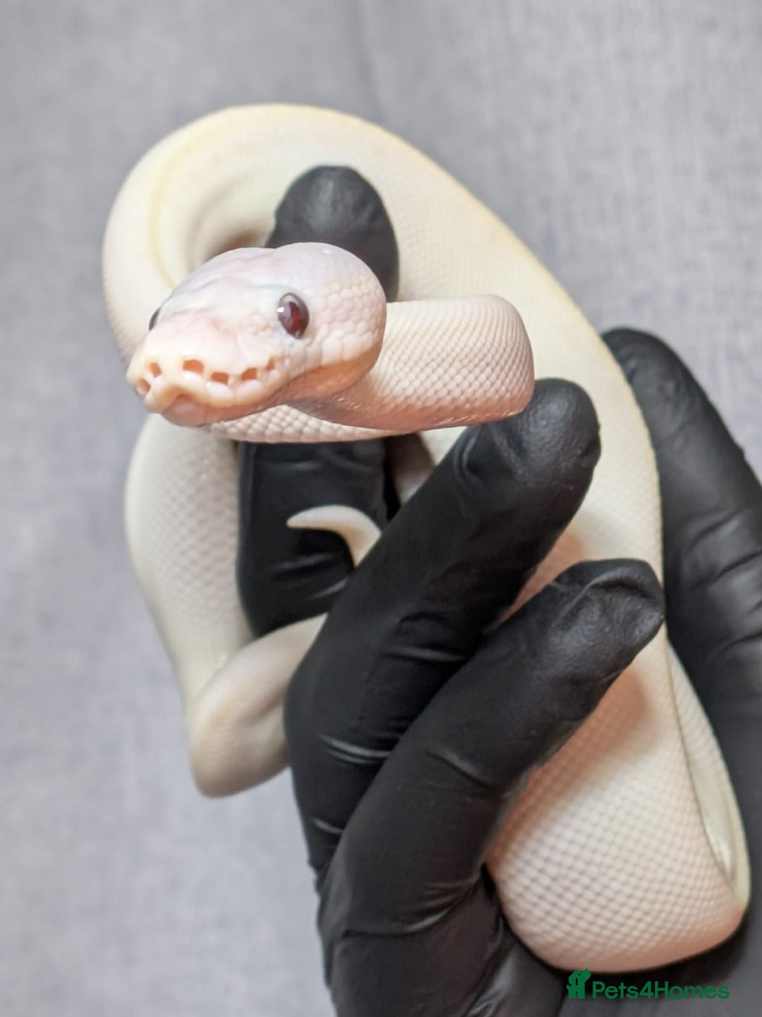 Python Snake reptiles for sale: Banana Blue-eyed Leucistic - Image 4