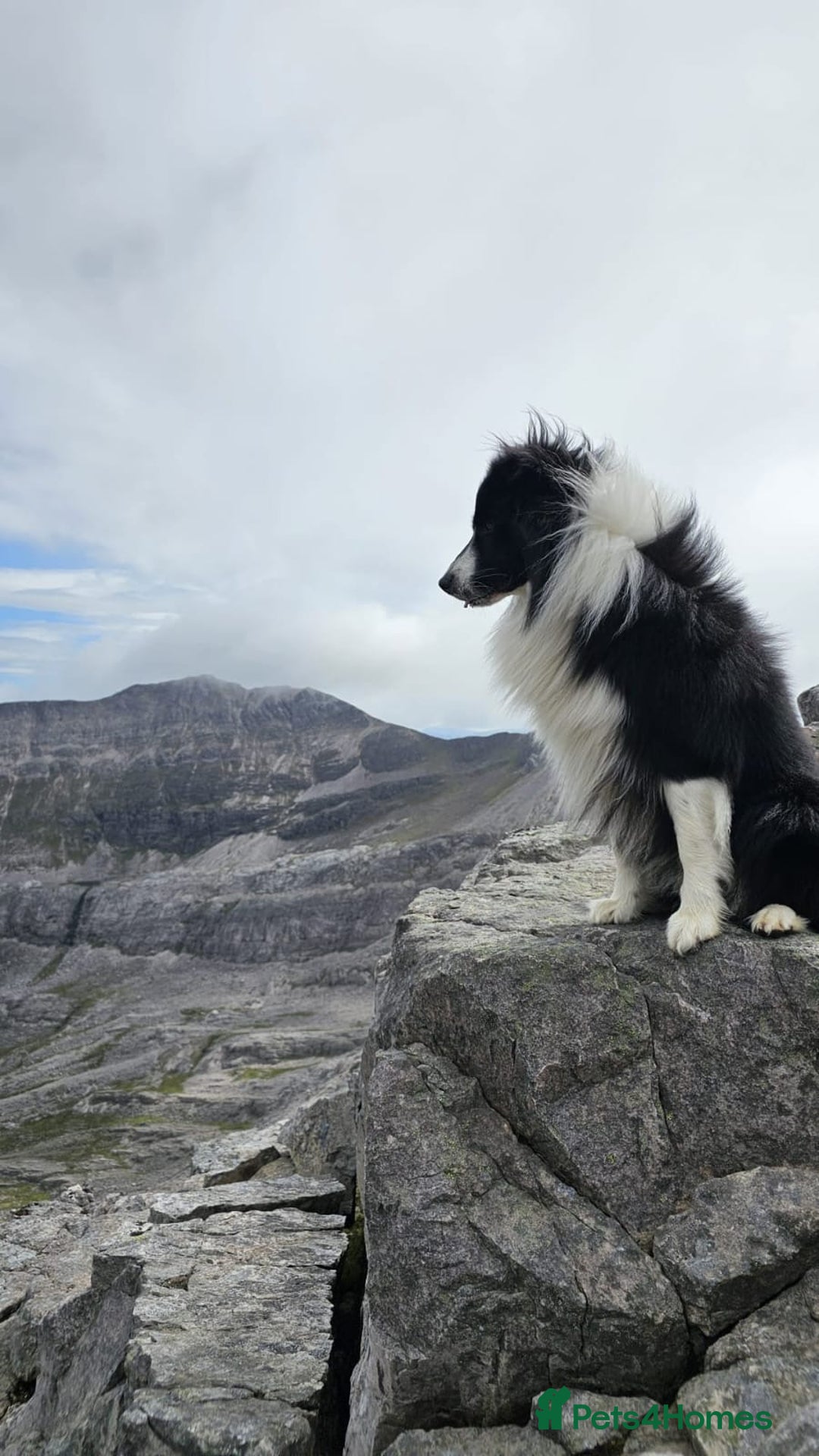 Border Collie dogs for sale: ❗️5⭐️ KC DNA tested champions LAST❗️border collie  - Advert 15