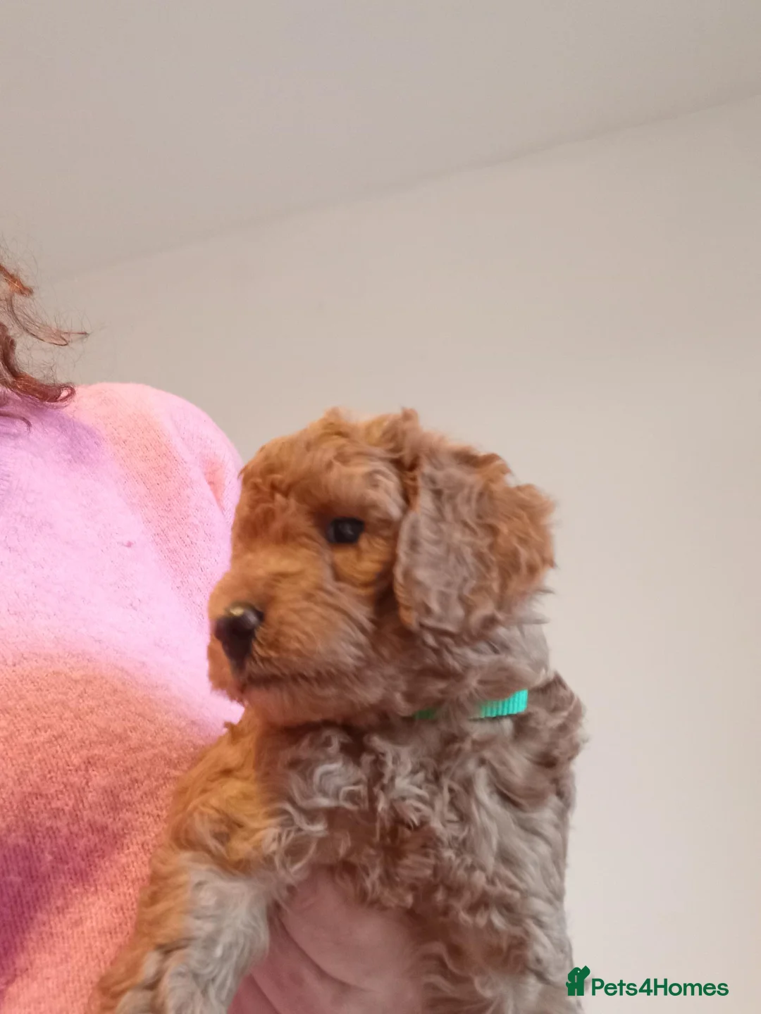 Miniature Poodle dogs for sale: Health Tested Miniature Poodles - 6 weeks old - Advert 10