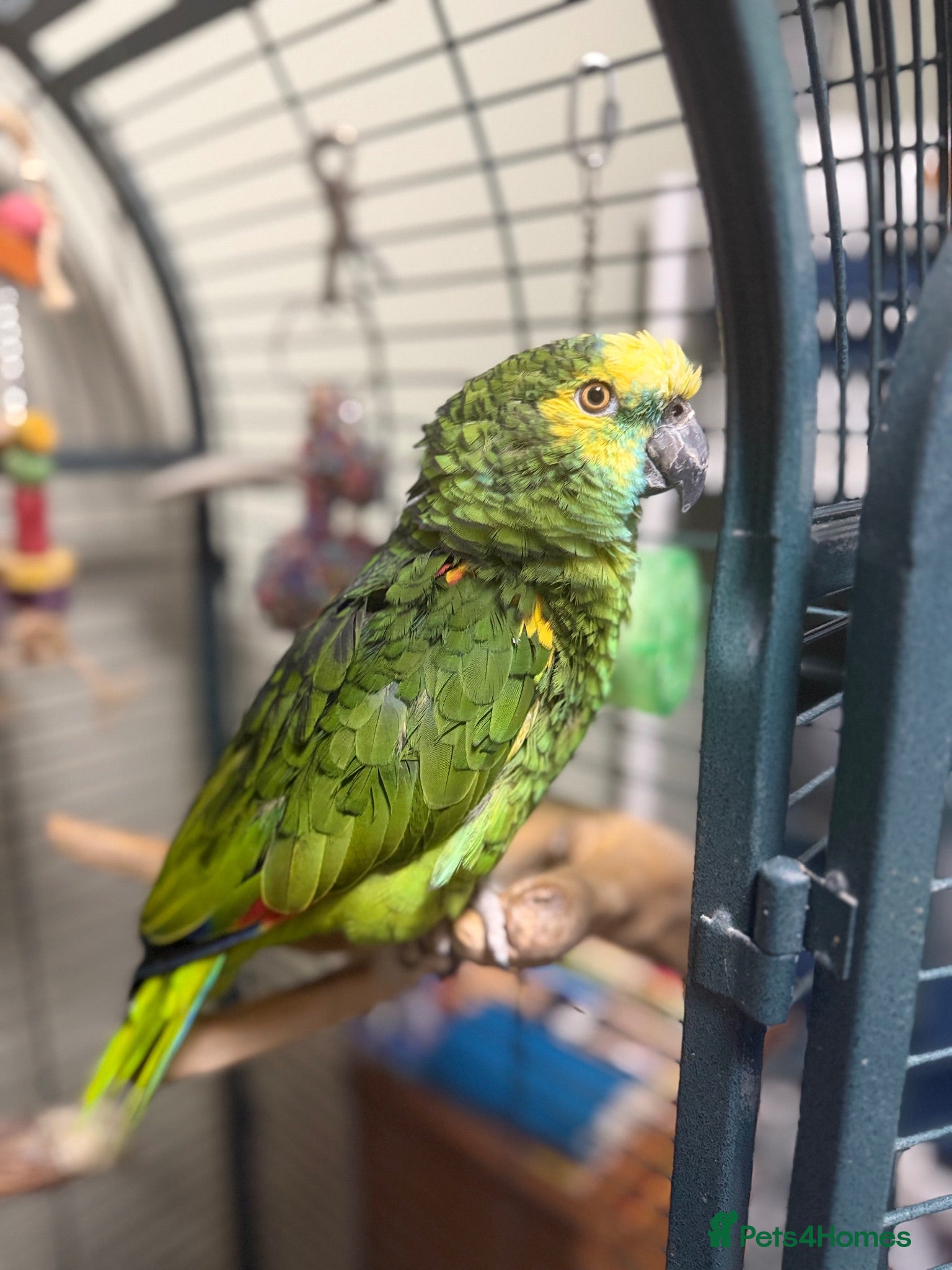 Parrots birds Talkative Amazon parrot - Advert 1