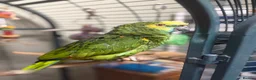 Parrots birds for sale: Talkative Amazon parrot in Thirsk - Advert 1