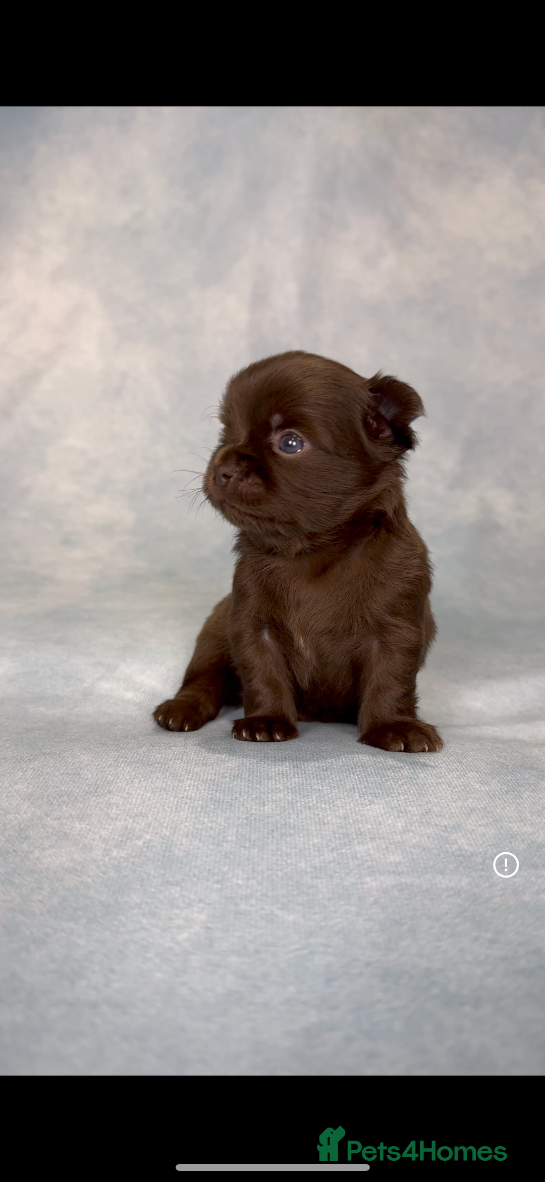 Chihuahua dogs for sale: Chihuahua puppies available on  ** s  - Advert 2