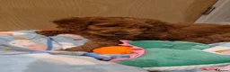 Cavapoo dogs for sale: 1 Gorgeous Cavapoo puppy remaining F1 - Advert 23