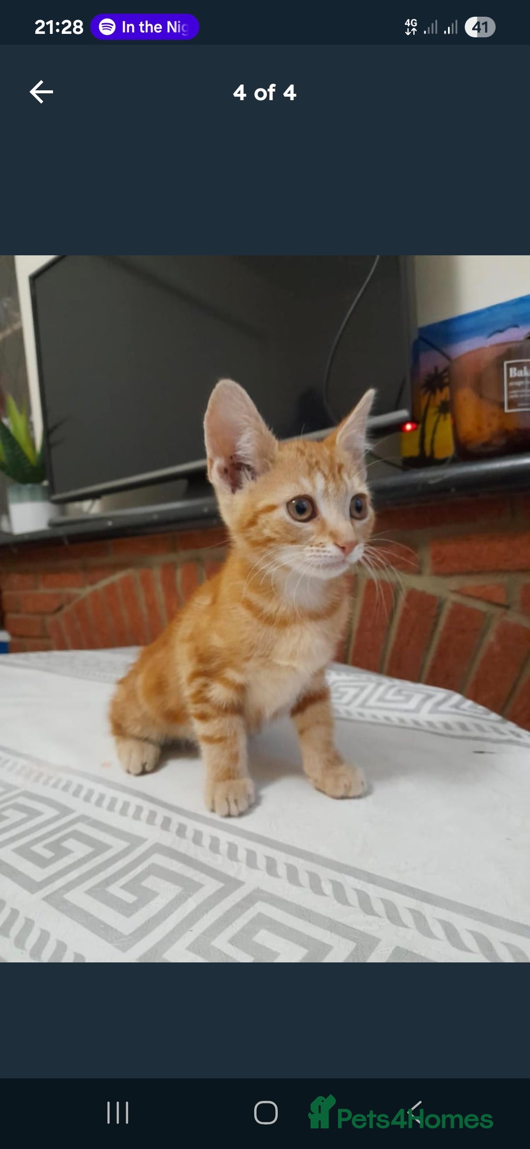 Mixed Breed cats for sale: Mixed kittens - Image 3