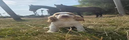 Cocker Spaniel dogs for sale: REDUCED £750 last girl left due to time wasters  - Advert 16