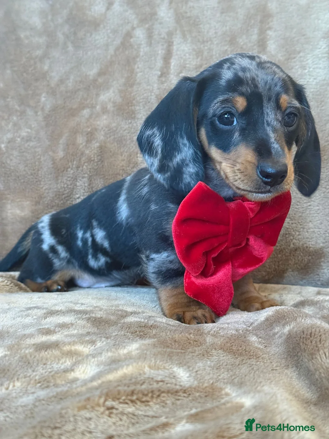 Miniature Dachshund dogs for sale: KC Reg TINY Miniatures from Kaninchen parents  - Advert 6