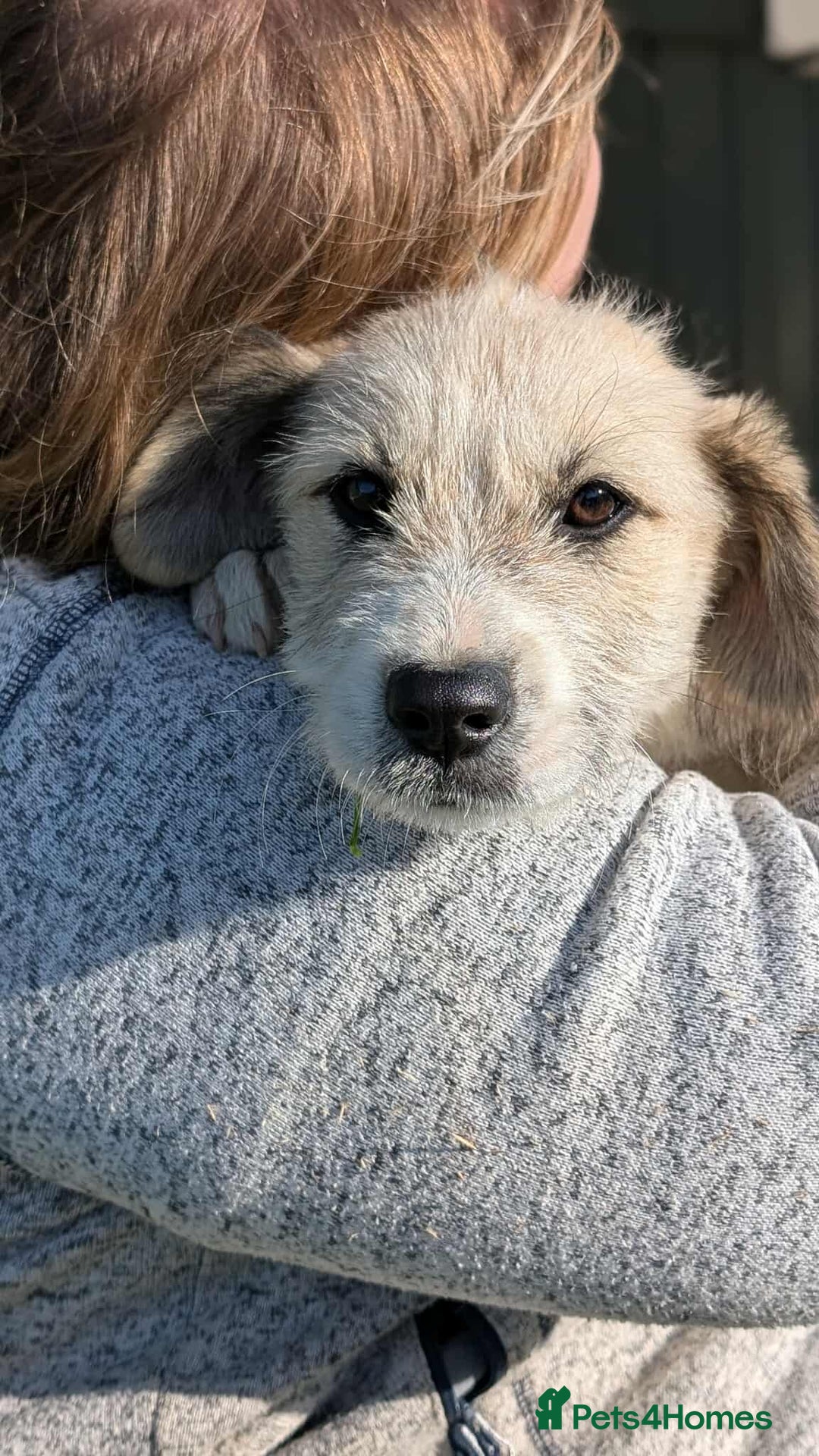 Mixed Breed dogs for adoption: Pumpkin for adoption - Advert 6