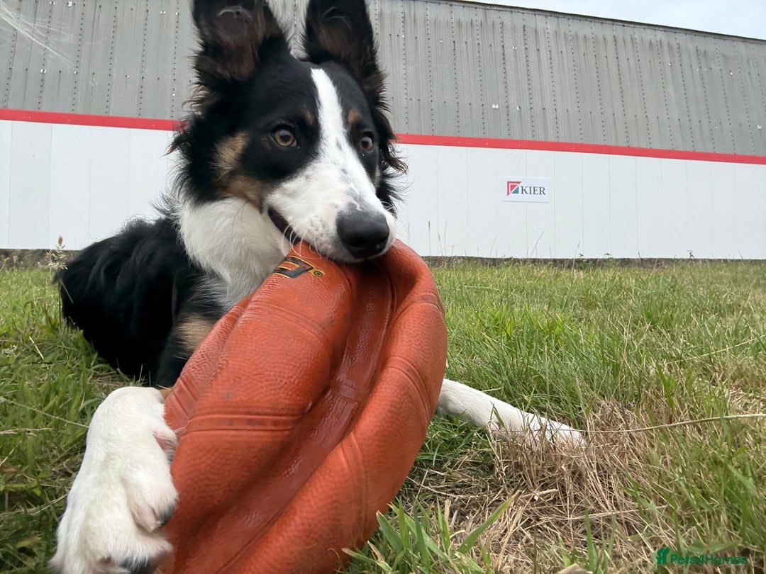 Border Collie dogs for sale: 7 Month Old Border Collie - Image 4