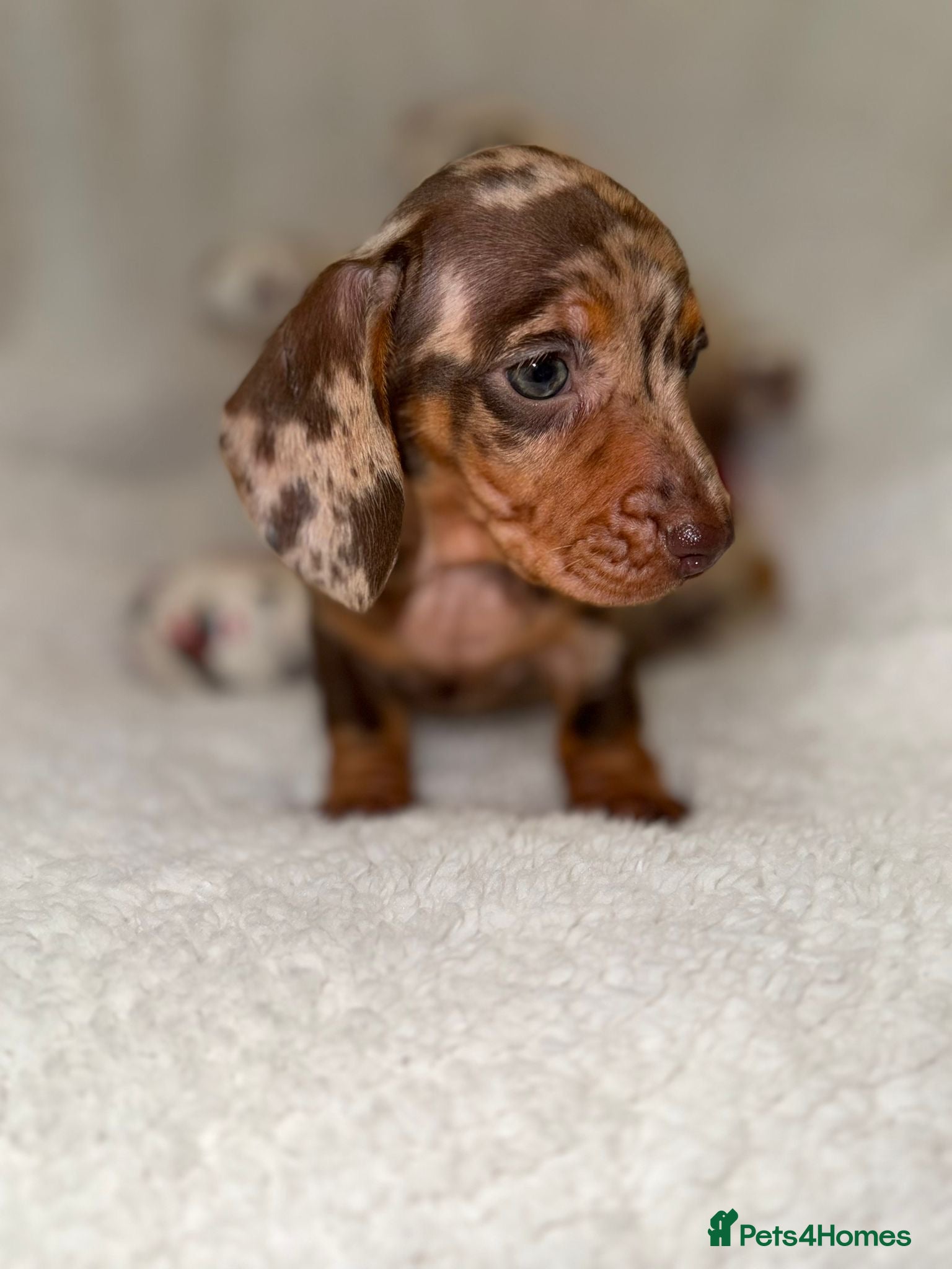 Miniature Dachshund dogs Stunning Dapple Dachshunds - Advert 2