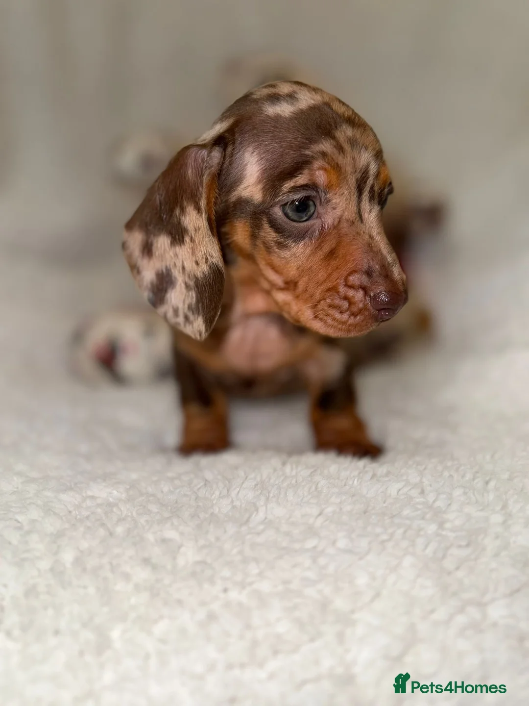 Miniature Dachshund dogs for sale: Stunning Dapple Dachshunds - Advert 1