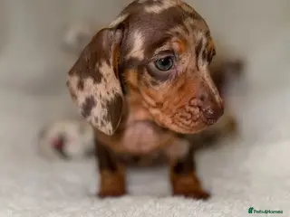 Miniature Dachshund dogs Stunning Dapple Dachshunds - Advert 18