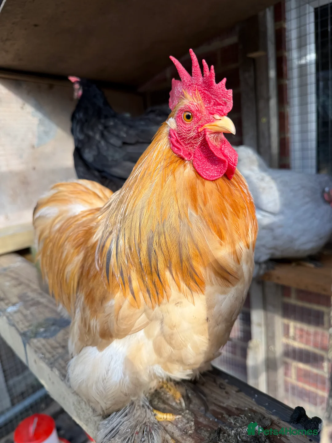 Chickens poultry for sale: I have few cockerels to sell pure breeds  - Advert 2