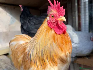 Chickens poultry I have few cockerels to sell pure breeds in London - Advert 1