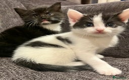 British Shorthair cats for sale: Female Kittens - Image 2