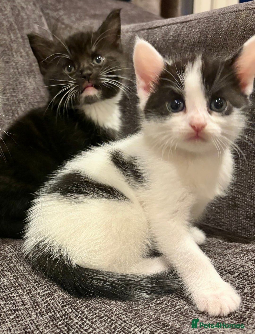 British Shorthair cats for sale: Female Kittens - Image 2