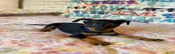Miniature Pinscher dogs for sale: Miniature Pinscher Puppies for sale  - Advert 19