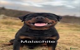 Rottweiler dogs for sale: Beautiful Purebred Rottweiler Puppy - Image 6
