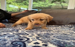 Goldador dogs for sale: READY TO COLLECT! 9 gorgeous goldador’s! - Image 5
